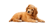 Dogs