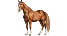Horses